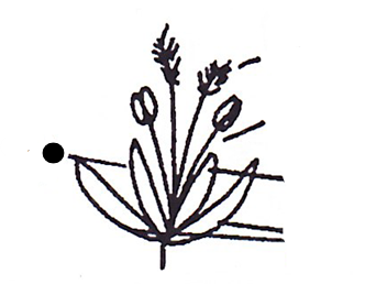 <p>Part of grass?</p>