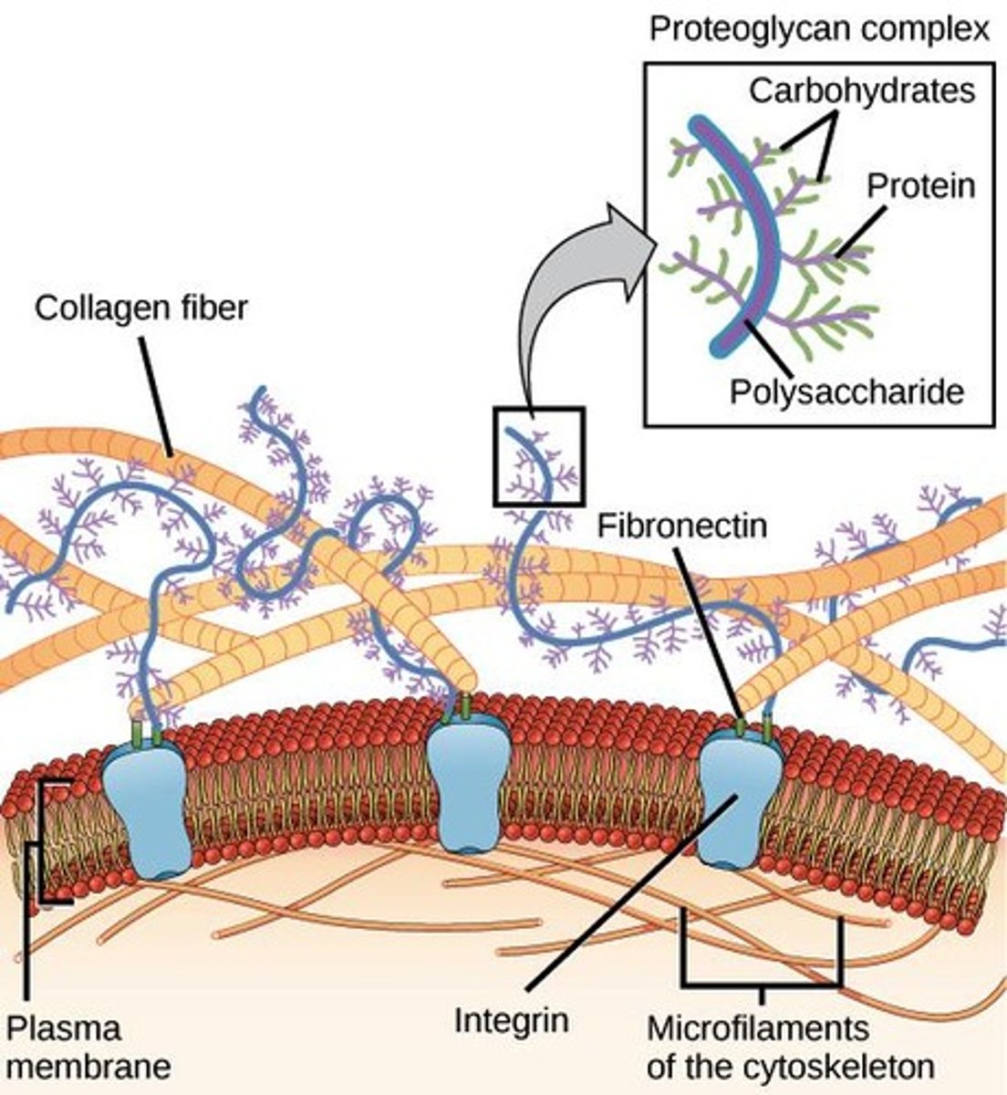 <p>Membrane proteins connecting ECM to cytoskeleton.</p>