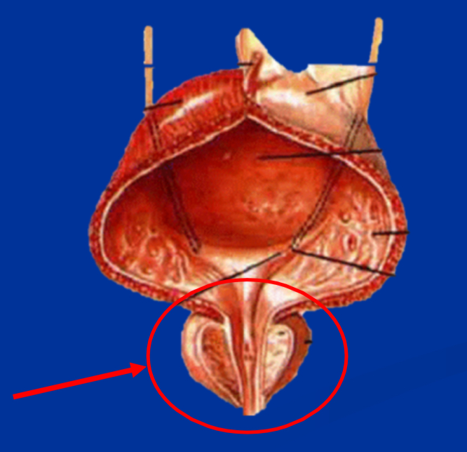 <p><span>¿A qué hace referencia la siguiente imagen?</span></p>