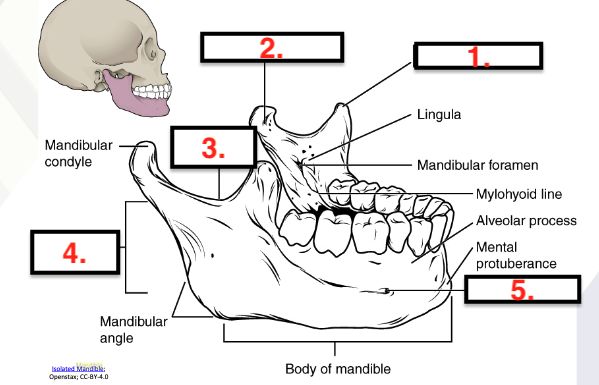 <p>Mandible</p>