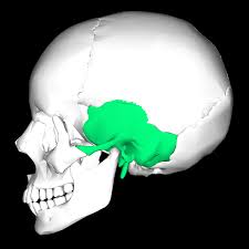 <p>Interior and lateral walls of the cranium</p>