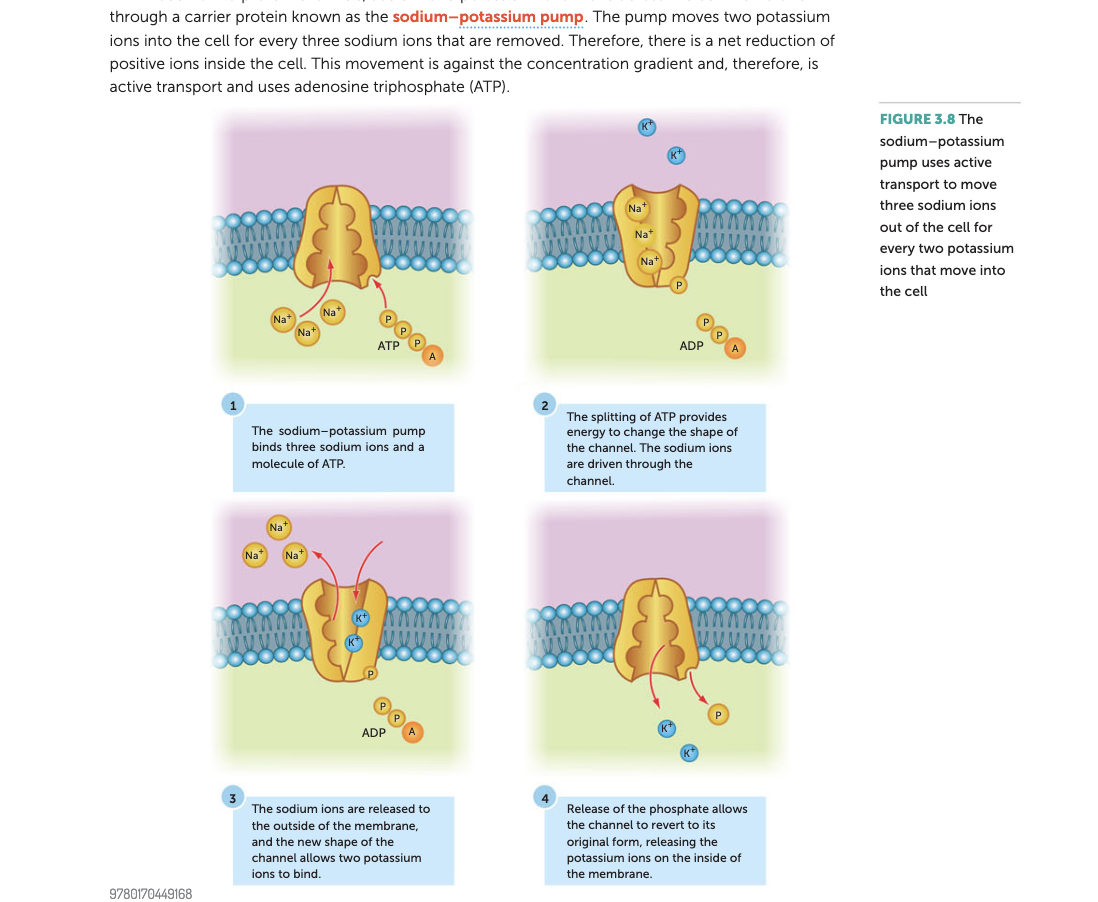 ion channel. inside = positive, outside = negative