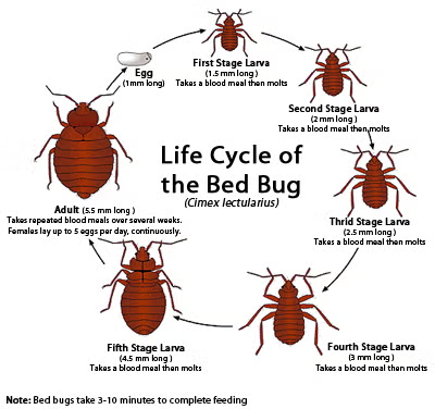 <p>PP/E: blood-sucking human parasite<br>cimex lectularius<br>survive without eating for 1 year</p><p>RF: warmth<br>night<br>mattresses<br>furniture<br>luggage<br>clothing</p><p>CM:<br><u>papular urticaria:</u></p><ul><li><p>upon awakening</p></li><li><p>bites in groups of 2-3</p></li></ul><p>TX:<br>NP: extermination</p><p>MX: topical steroids<br>antihistamines<br>secondary infections→abx</p>