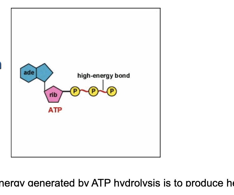 <ul><li><p>by breaking the high energy bonds between the <strong>last 2 phosphates in ATP</strong></p></li><li><p>in humans, ~60% energy generated by ATP hydrolysis is to produce <strong>heat</strong></p></li></ul><p></p>