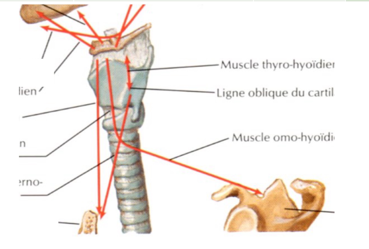 <p>tous innervés par anse cervicale (partie du plexus cervical qui rencontre le n XII mais n’en fait pas partie !)</p><ul><li><p>omo-hyoïdien bord sup scapulaire —> os hyoïde</p></li><li><p>sterno-hyoïdien face post sternum et clavicule —> os hyoïde</p></li><li><p>sterno-thyroïdien face post sternum —> cart thyr</p></li><li><p>thyro-hyoïdien cart thyr —> os hyoïde</p></li></ul><p></p>