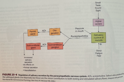 <ul><li><p><span>Salivary secretion controlled almost entirely by neural influences</span></p><ul><li><p><span>Parasympathetic branch of the autonomic nervous system plays the most prominent role</span></p></li><li><p>Sympathetic input increases the proteinaceous content of saliva but has little influence on volume</p></li></ul></li></ul><p></p>