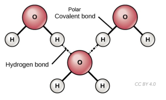Weak bond b/w hydrogen attached to a highly electronegative atom and a negatively charged atom on another molecule (F, O or N)