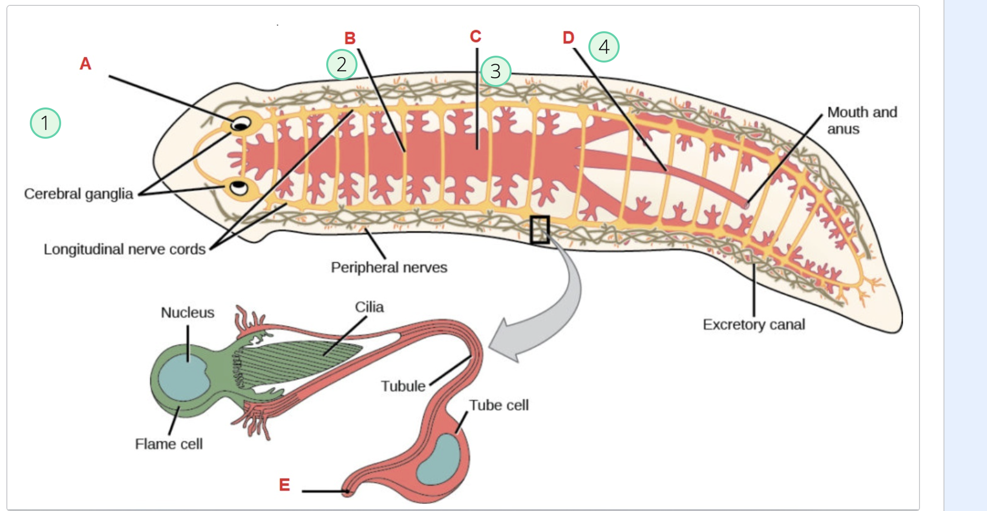 knowt flashcard image