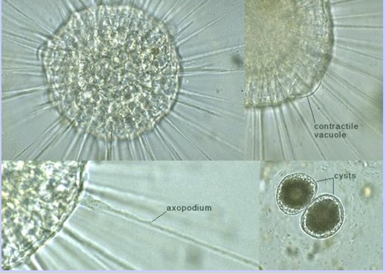 <ul><li><p>“Sun-animalcules.”</p></li><li><p>Axopodia radiating from spherical cell.</p></li><li><p>Freshwater &amp; marine (<em>Actinosphaerium</em>).</p></li></ul><p></p>