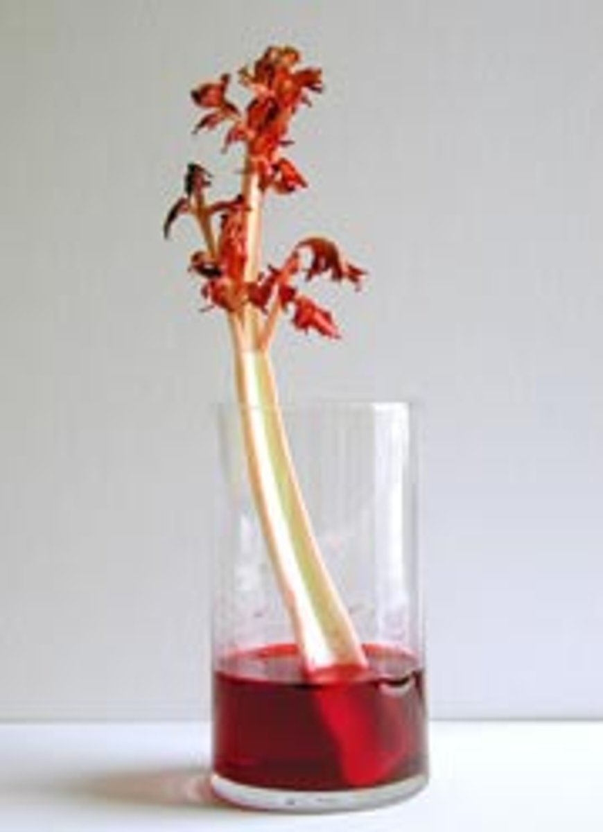 <p>transport of water and dissolved nutrients against gravity, usually in plants</p>
