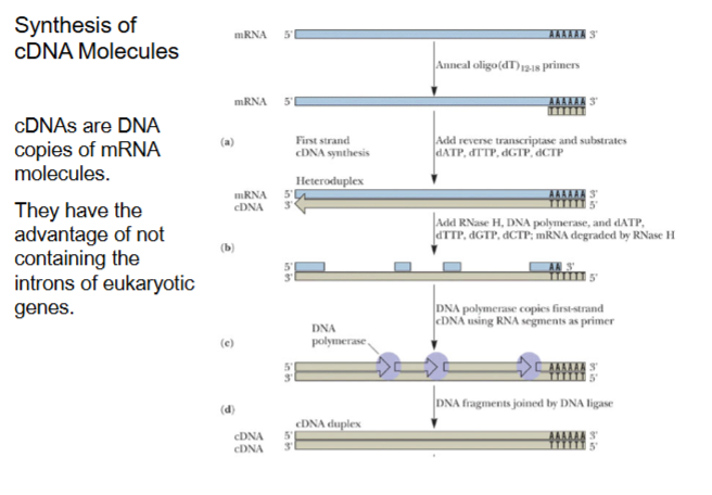 <p>2 steps: 1) reverse transcriptase to make cDNA copy.</p><p>2) Remove mRNA and use DNA polymerase to reform RNA strand as cDNA</p><p></p><p>*Note RNase H cuts RNA but not DNA</p>