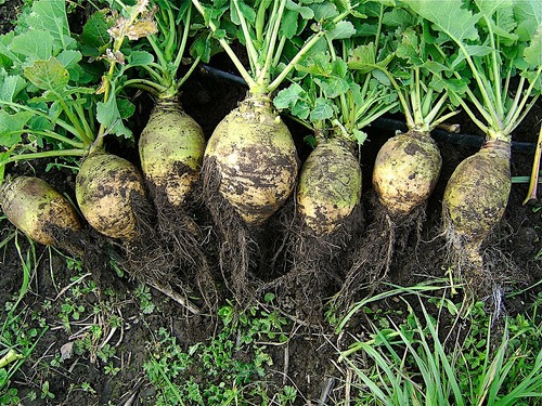 are round - oblong shaped with round edges. They are yellow - purple with red tones on the outside with yellow insides. They have narrow green stems and small and narrow green leaves.