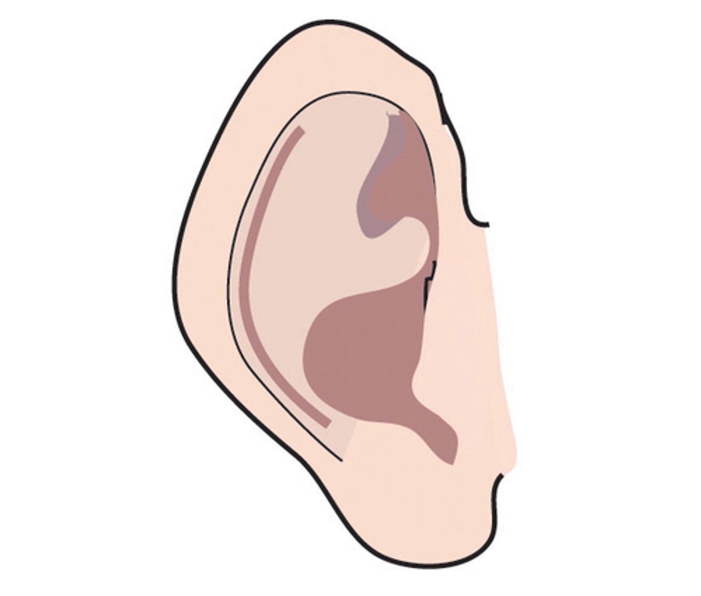 <p>ear</p>