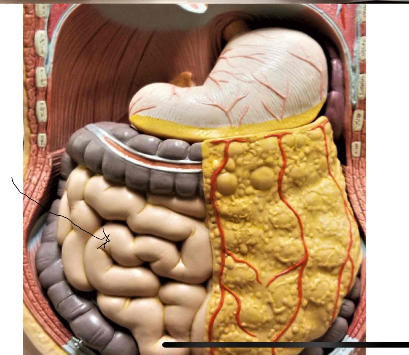 <p>Small intestine</p>