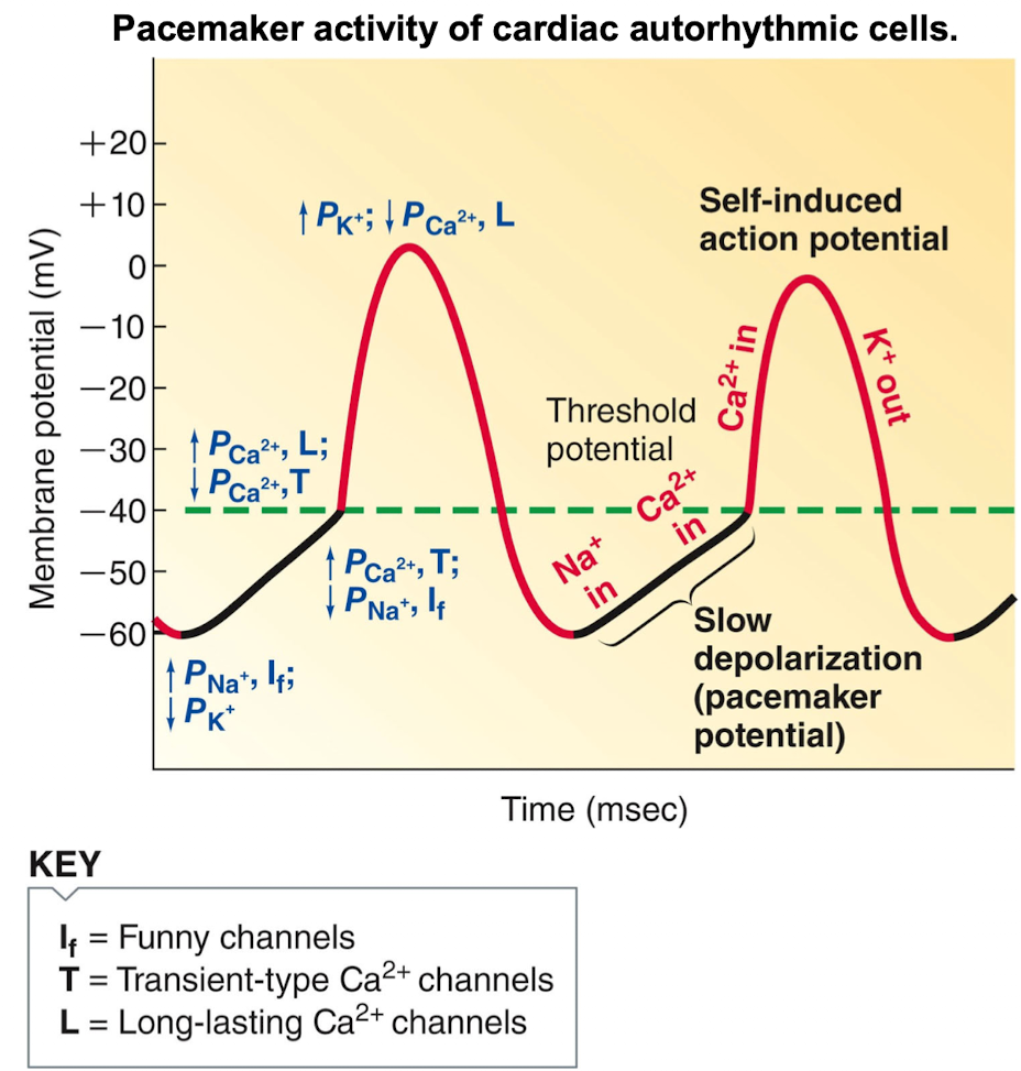 <p>the rising phase of the action potential is the result of opening of L-type Ca++ channels, whereas the falling phase is the result of opening go K+ channels</p>