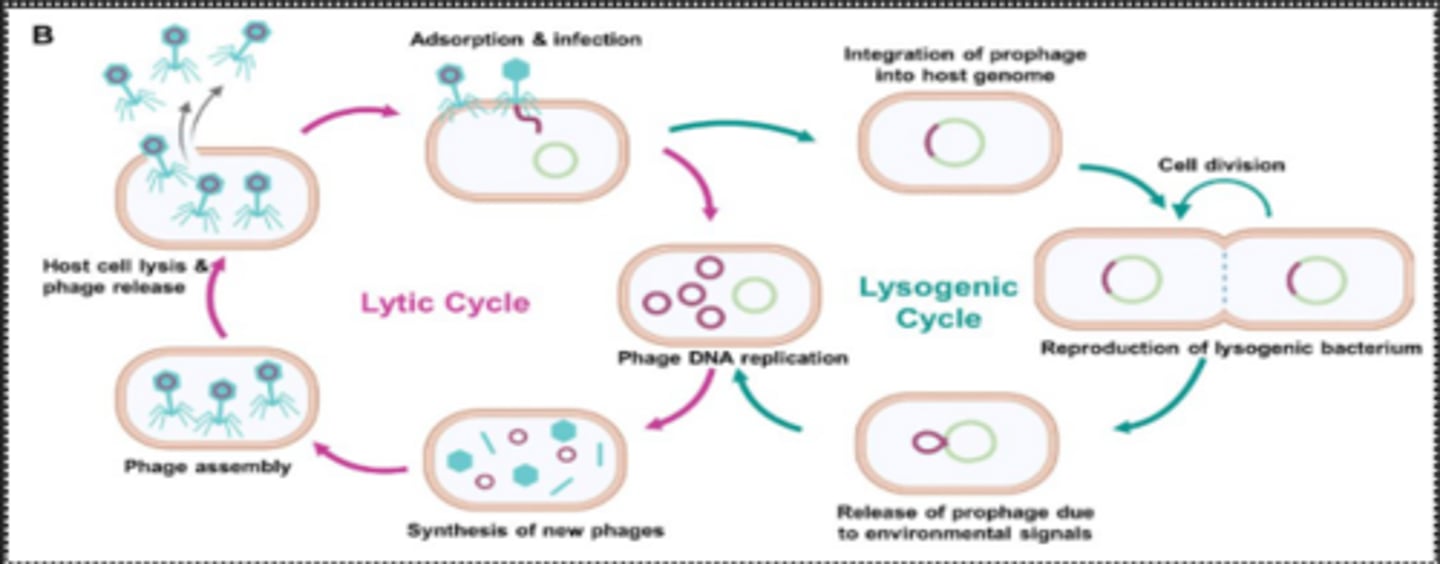 <p>Transduction- bacteriophage infects a donor bacterium and mistakenly packages up bacteria DNA into al particles, then the bacteriophage infects a recipient bacterium and transfers the donor bacterial DNA which may integrate into the recipient chromosome.</p>