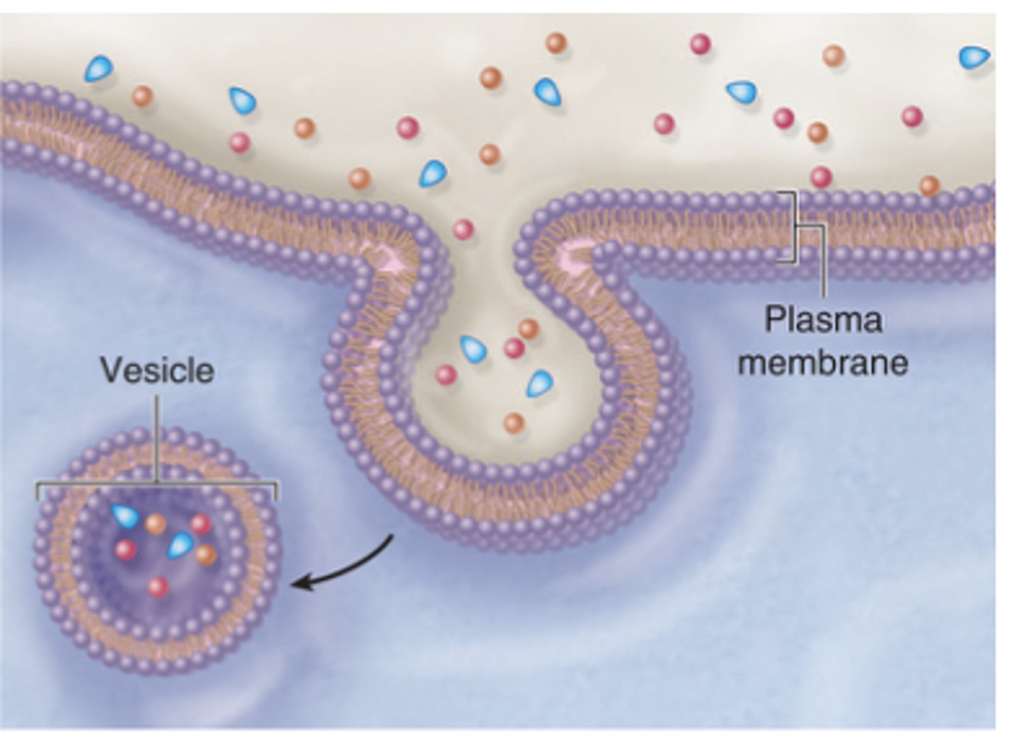<p>What is pinocytosis?</p>