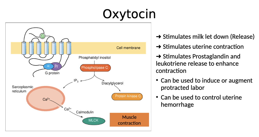<p><span><strong>	</strong>Activates GPCR, which activates Phospholipase C →&nbsp; IP3 pathway → , which results in release of calcium, which leads to muscle contraction. This releases milk and stimulates uterine contraction and stimulates prostaglandin and leukotriene release</span></p>