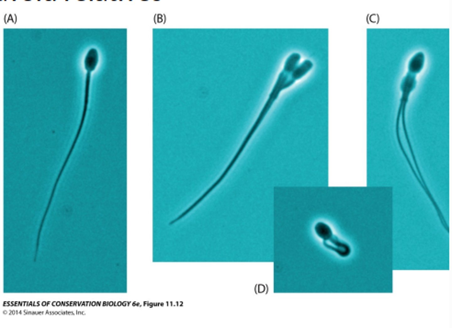 <p>• loss of fitness (reproductive success, survivorship) due to inbreeding</p><p>• Deleterious traits are expressed when inbreeding occurs (increased homozygosity)</p><p>• Inbreeding avoidance: dispersal, behavioral inhibitions, incompatibility loci in plants</p><p>• When pops are small, can't avoid relatives</p>