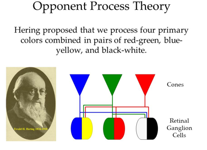 <p><span>De signalen uit de 3 typen kegeltjes worden op hun weg naar de hersenen, in de retina, ge-hercodeerd in 3 kanalen met opponente processen (rood-groen proces, geel-blauw proces, wit-zwart proces). </span><br><br><span>Dit is een verklaring voor </span><strong>nabeeld </strong>→ dit ontstaat doordat<u> kegeltjes die een bepaalde kleur waarnemen vermoeid raken </u>→ als je heel lang naar één kleur kijkt, en dan naar een wit vlak, dan zie je de complementaire kleur, omdat de kegeltjes van die ene kleur moe zijn en dus minder hard vuren.<br><br>Nabeeld is retina-specifiek (het hangt af van de specifieke kegeltjes in het specifieke oog)</p><p></p>
