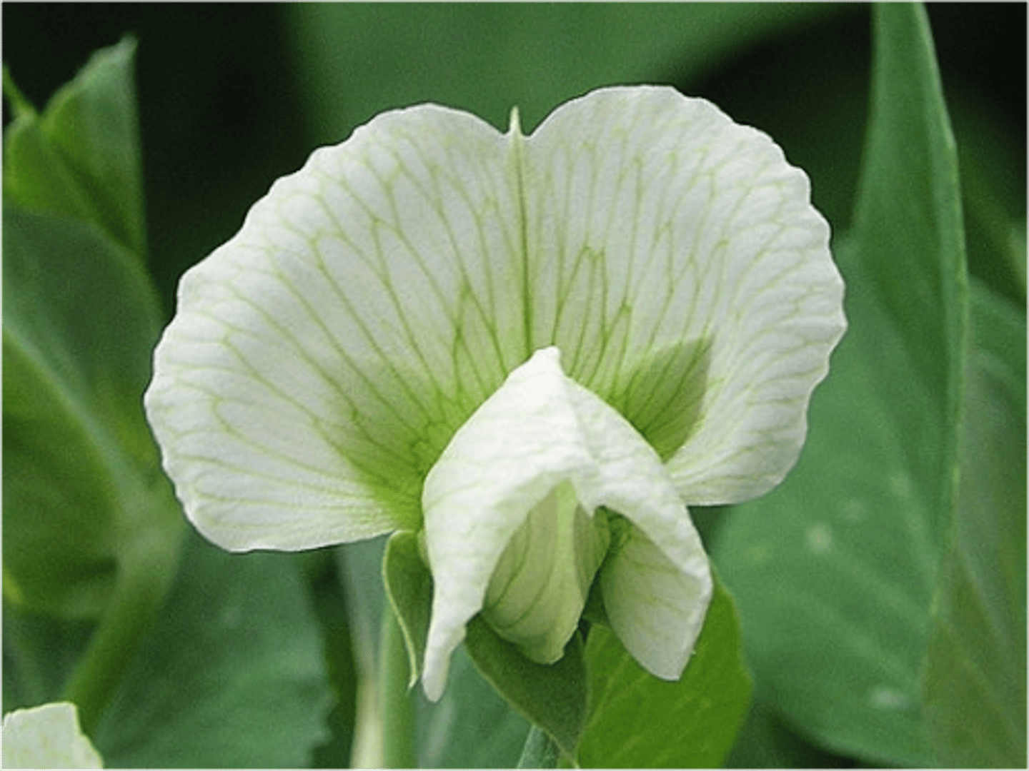 <p>what flower shape is this?</p>