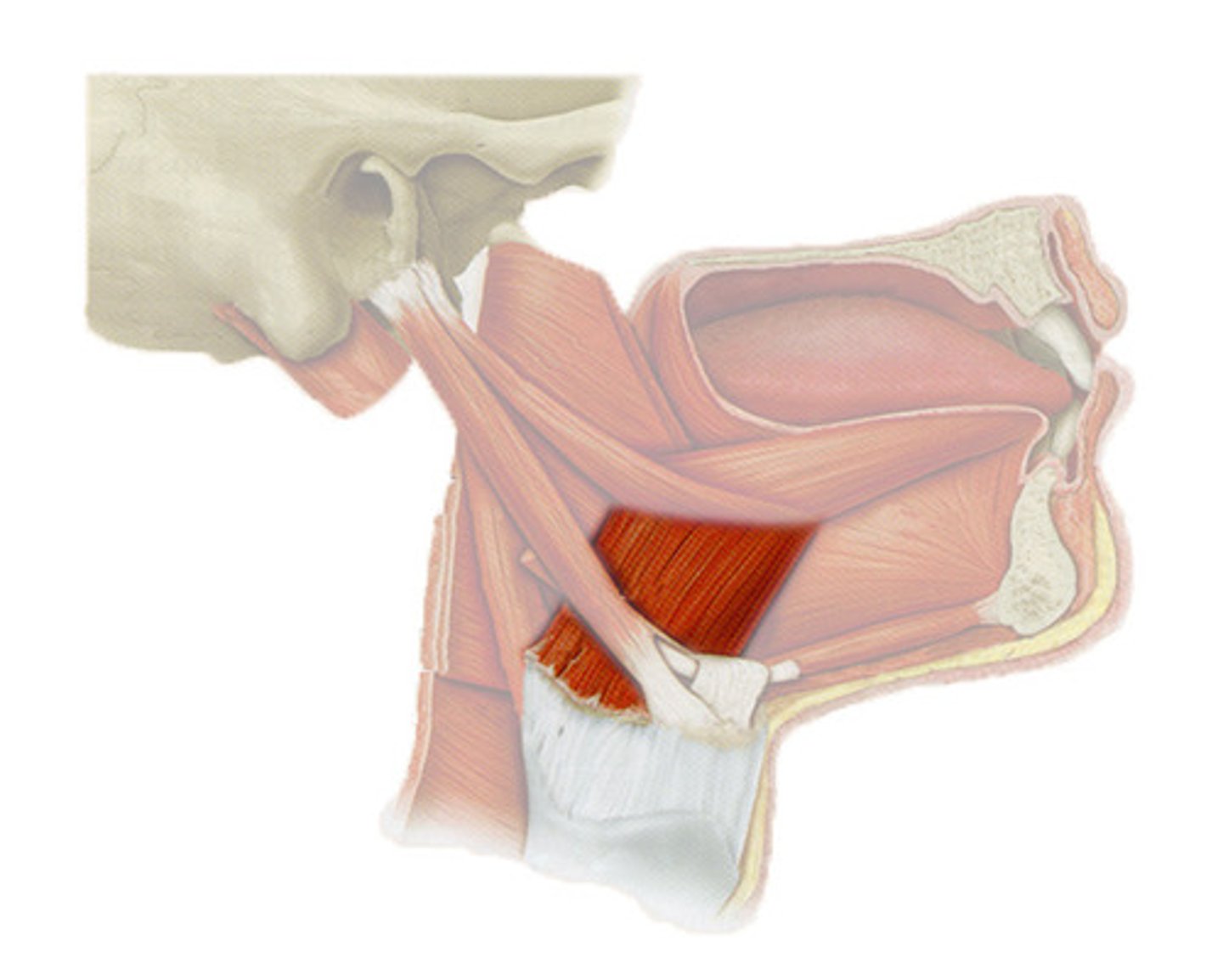 <p>depresses and retracts tongue</p>