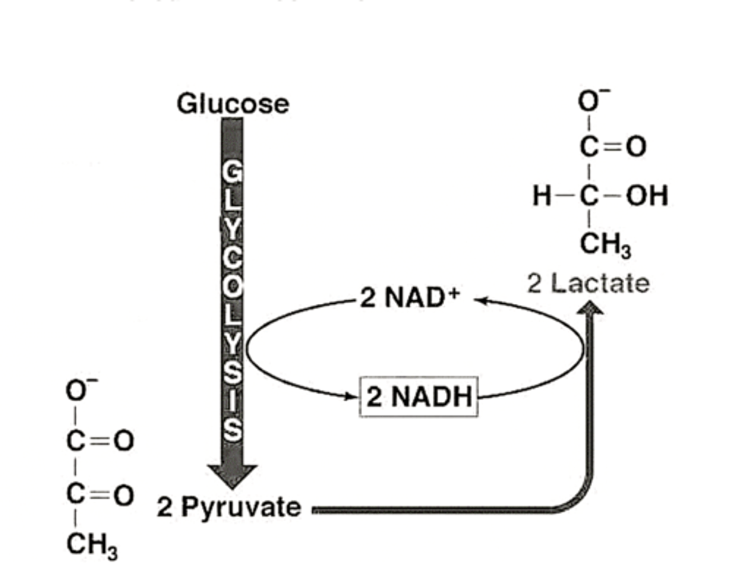 <p>- convert pyruvate to lactate</p><p>- anaerobic</p>