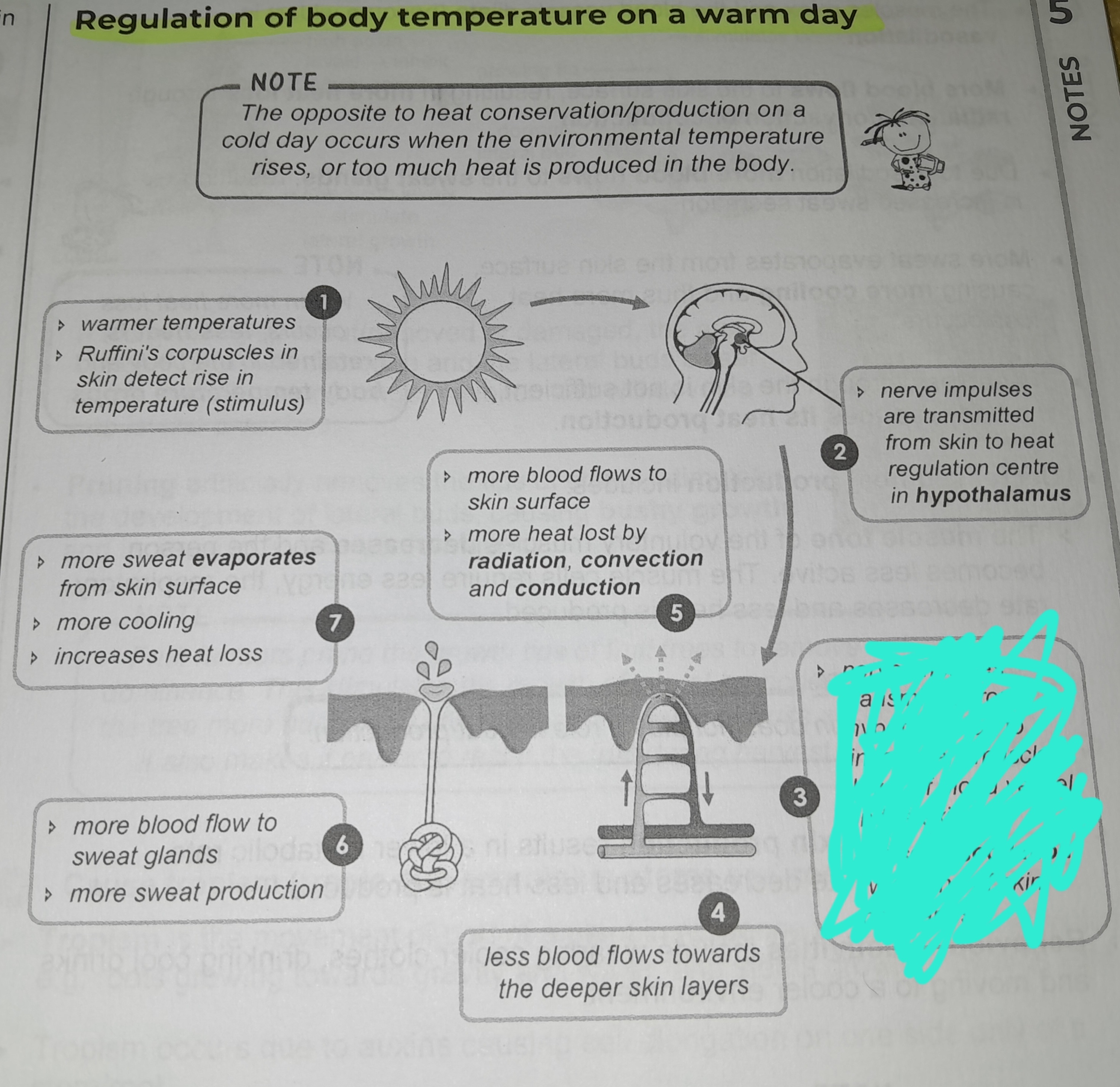 term image