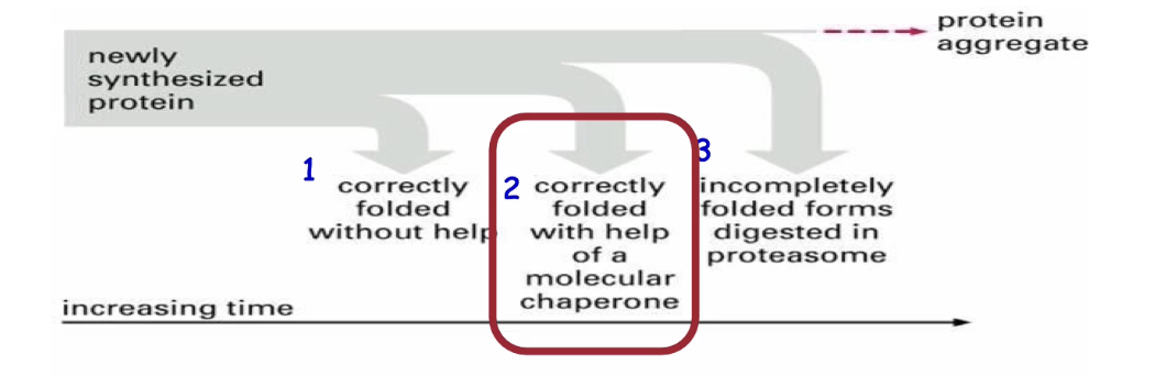 <ul><li><p class="">Most proteins fold correctly on their own using molecular interactions</p></li><li><p class="">If folding fails:<br>• Chaperones assist to prevent incorrect interactions<br>• If folding fails completely, aggregates may form (toxic to cells)<br>• Final solution: degrade misfolded proteins via the proteasome</p></li></ul><p></p>