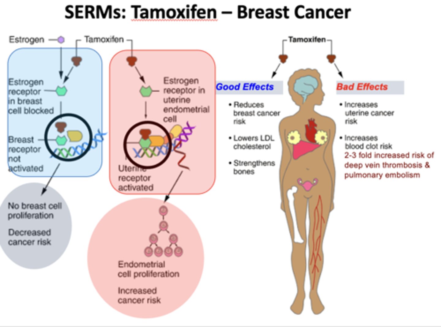 <p>display selective agonism or antagonism according to different tissues</p><p>Cancer Chemotherapy</p>