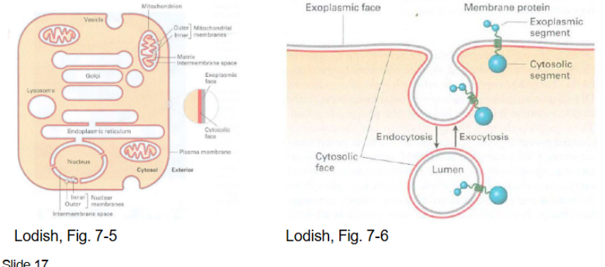 <p>vesicle containing phospholipids) leaves the ER for the cytoplasmic cellular membrane on the exterior leaflet (<strong>exocytosis </strong>via the 2 inner and outer membranes)</p><ul><li><p>different cells have different cell membranes (integral, peripheral, chloroplast, glycoprotein, glycolipid)</p></li></ul><p></p>