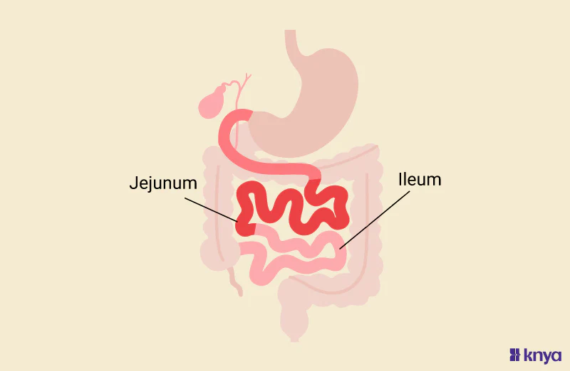 <p>bottom part of colon </p>