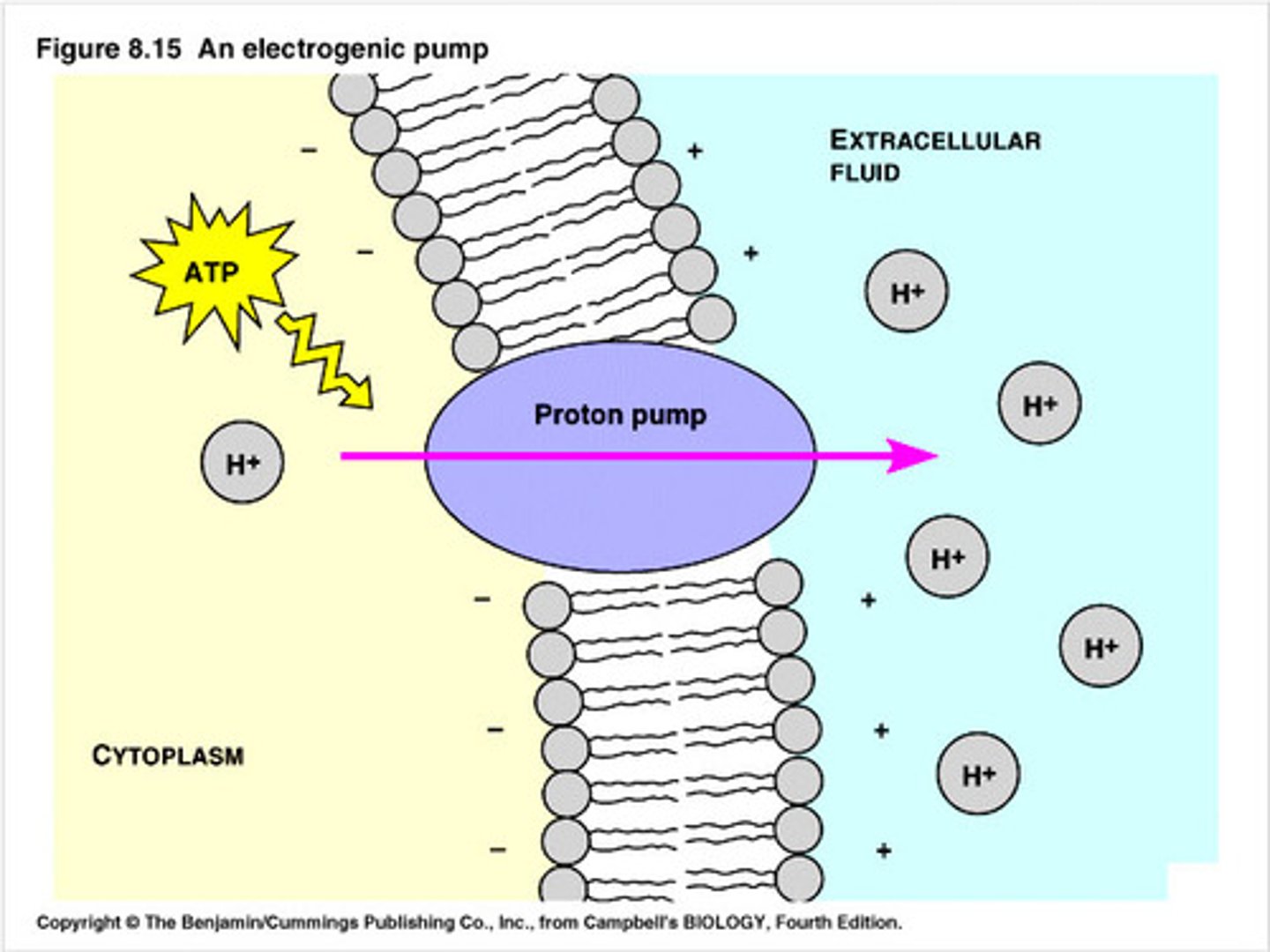 <p>All of the chemical reactions that occur within an organism</p>