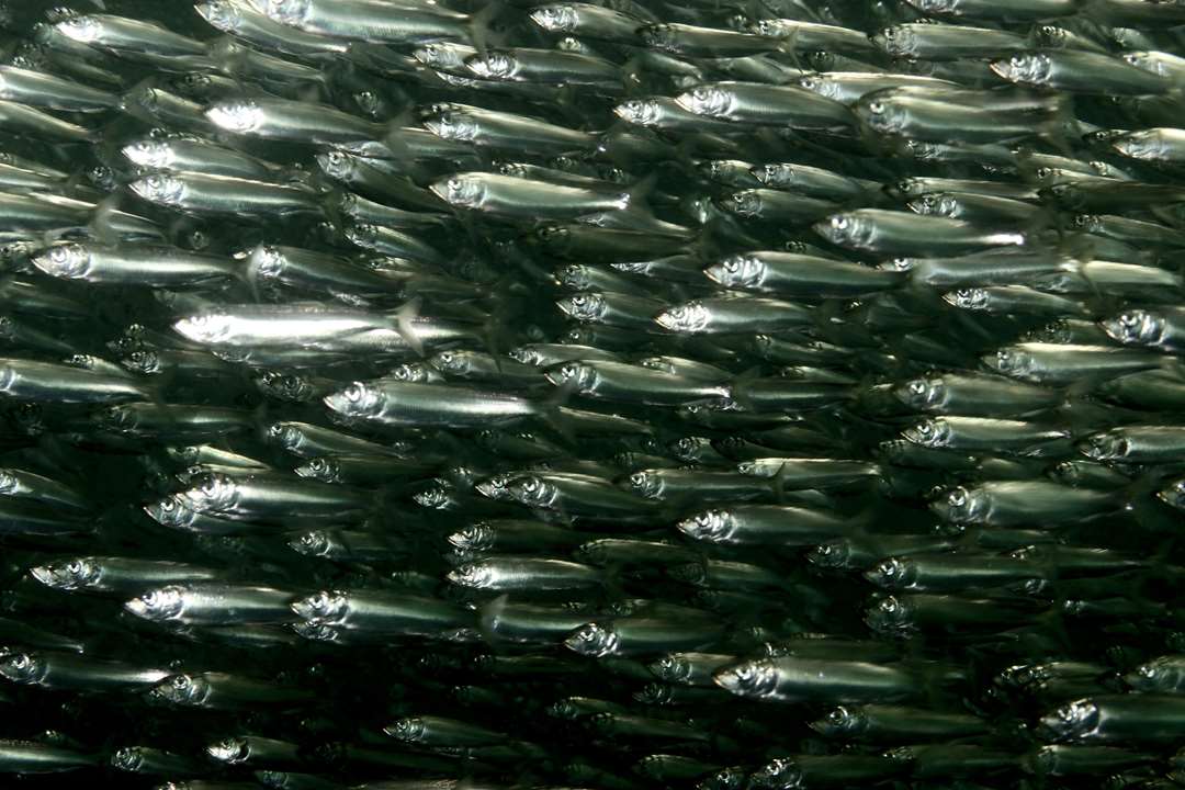 <p>Order Clupeiformes</p>