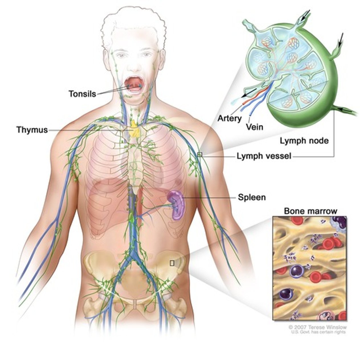 <p>To form a protective ring around the back of the nose and upper throat, preventing pathogens from entering the respiratory system.</p>