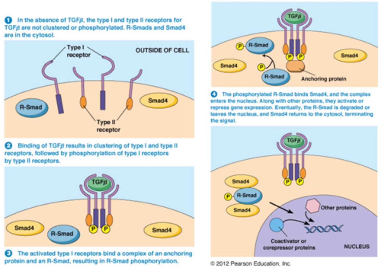 <p>• TGFβ transforming growthfactor</p><p>• TGFβ leidt tot synthese van inhibitoren van CDKs</p><p>Hoe?</p><p>• Binding van TGFβ op zijn receptoren leidt tot activatie van Smads</p><p>• Smads transloceren naar de kern en activeren genen bv. Genen die inhibitoren van CDKs tot expressie brengen bv p21 (de derde regulator van activiteit van CDK's)</p>