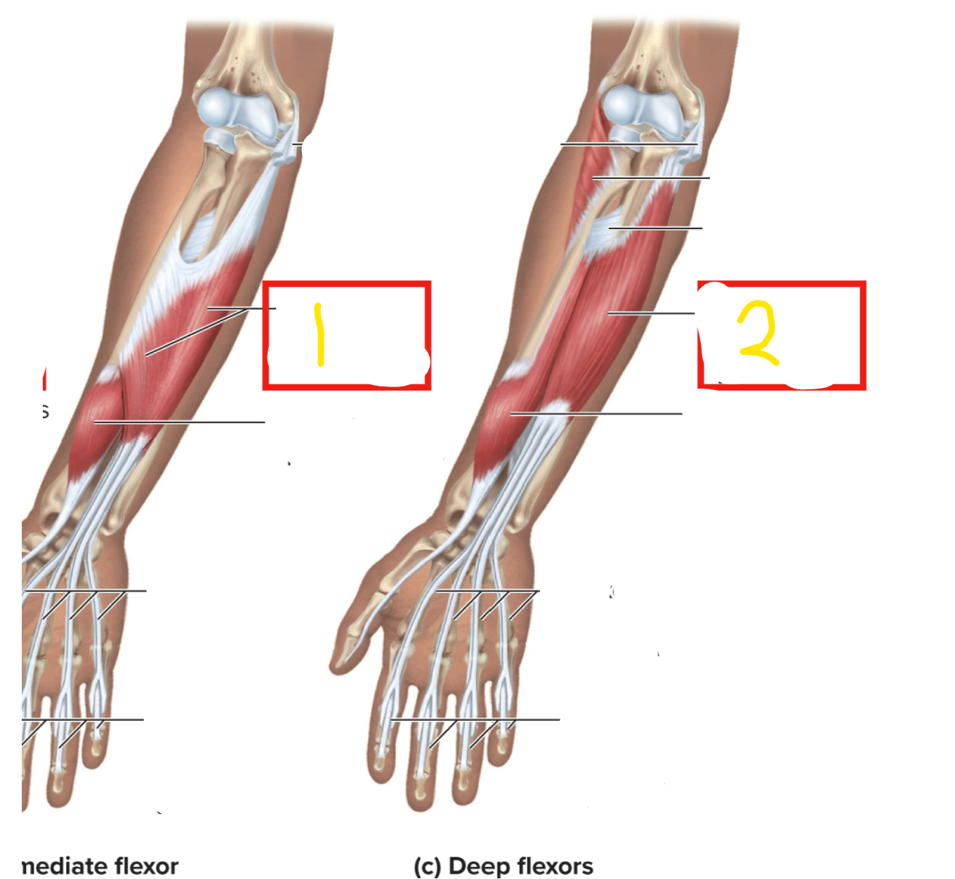 <p>what muscle is #1 </p>