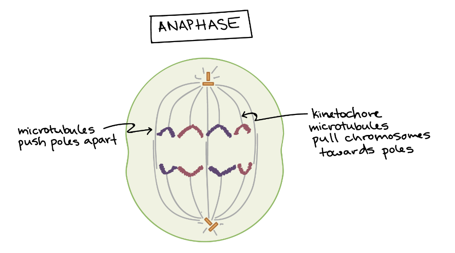 <ul><li><p>Spindle fibers attach to kinetochores of each chromosome</p></li><li><p>Chromatids are separated and pulled apart toward opposite ends of the cell</p></li></ul>