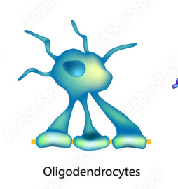 <p>A type of neuroglia in the CNS that wraps around axons providing layers of membrane that insulate axons called myelin sheath, which also increases speed of information travelled along axons.</p>