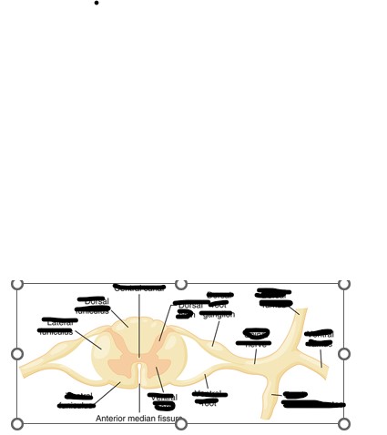 <p>Major landmarks (label and identify motor/sensory fibers that run through there): dorsal ramus, ventral ramus, spinal nerve, dorsal root, ventral root, dorsal horn, ventral horn, anterior median fissure.</p>