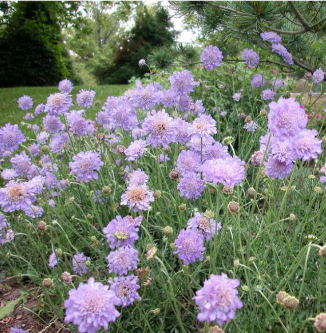 <p>Sun</p><p>Butterfly garden</p>