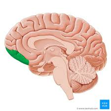 <p>name the cortex </p>