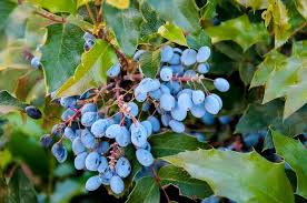 <p><span>Evergreen shrub with spiny, holly-like green leaves, yellow spring flowers, and blue berries. Used ornamentally and for groundcover.</span></p>