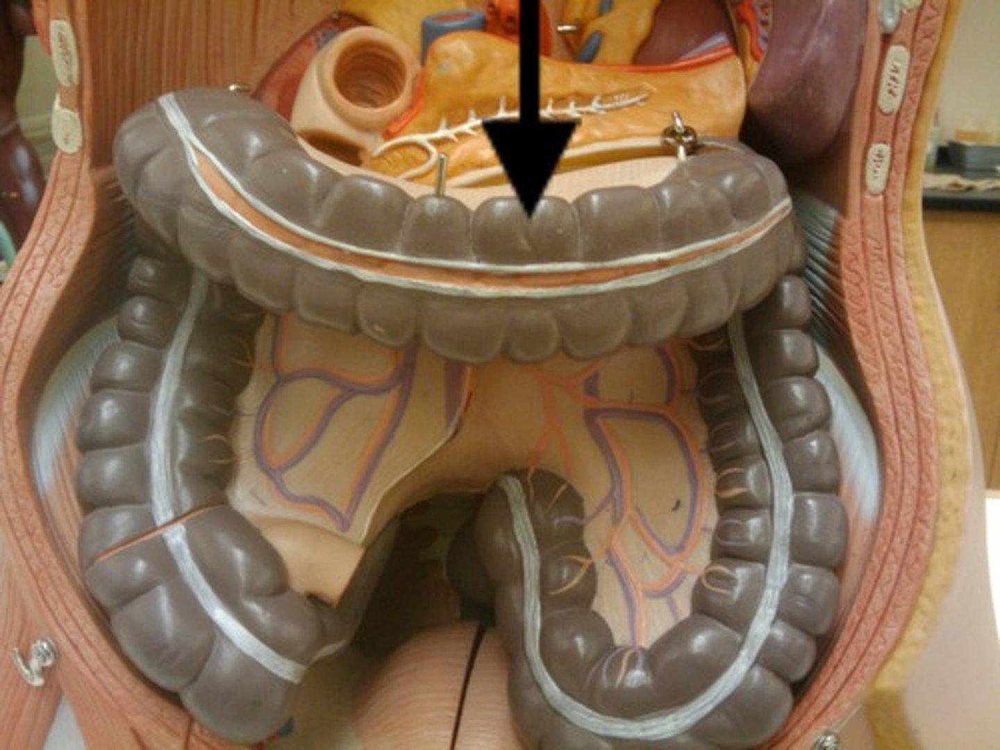 <p>Pouches formed by the contraction of the taenia coli in the colon.</p>