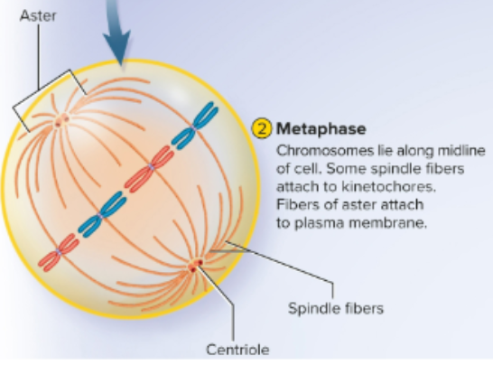 <p>Metaphase</p>