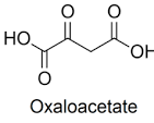 <p>Oxaloacetate </p>