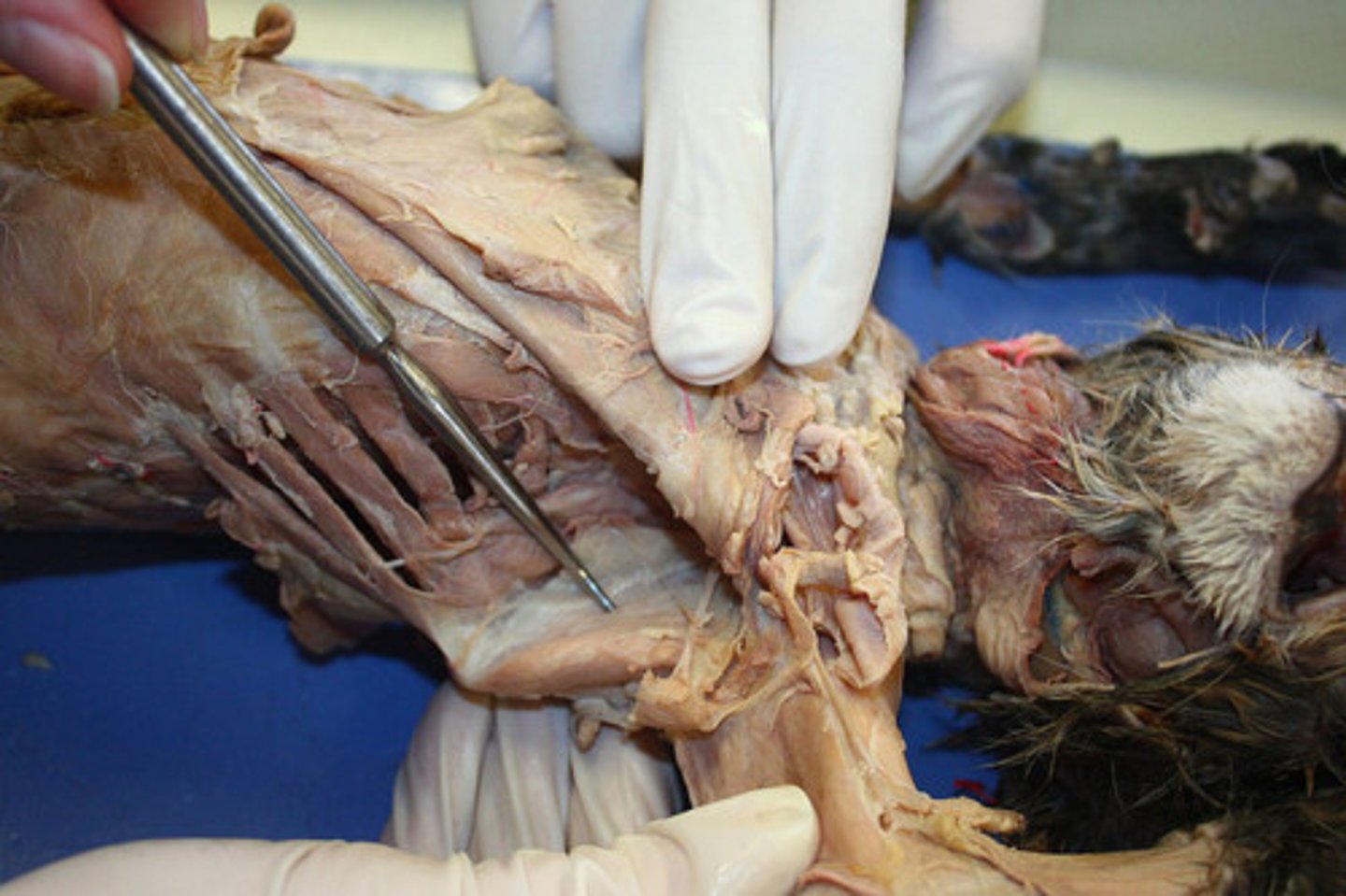 <p>name this muscle</p>
