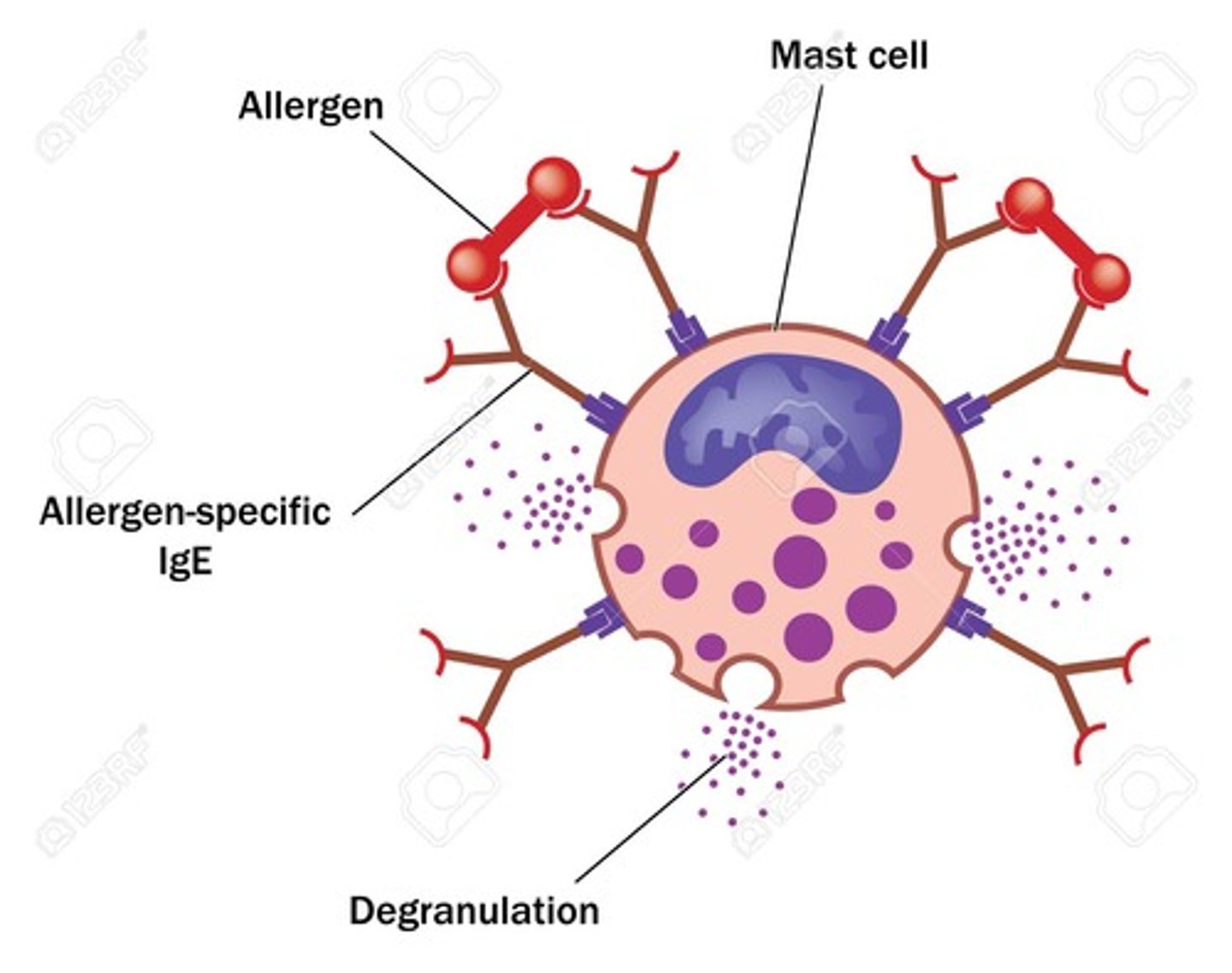 <p>(B) Bind and cause Degranulation, where the granules in the cell undergo exocytosis.</p><p>Antibodies actually cause Degranulation in Mast Cells, which leads to the mass release of Histamine and inflammation.</p>