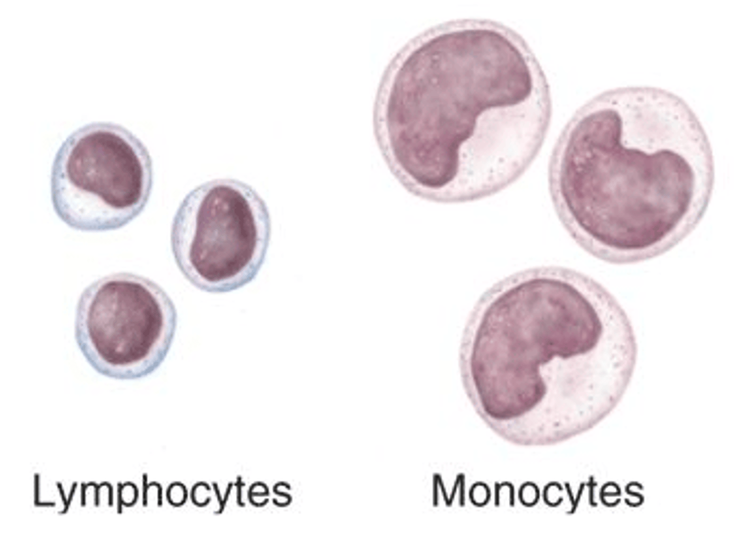 <p>Lymphocytes and monocytes</p><p>No granules</p>