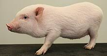 <p>What breed?</p>
